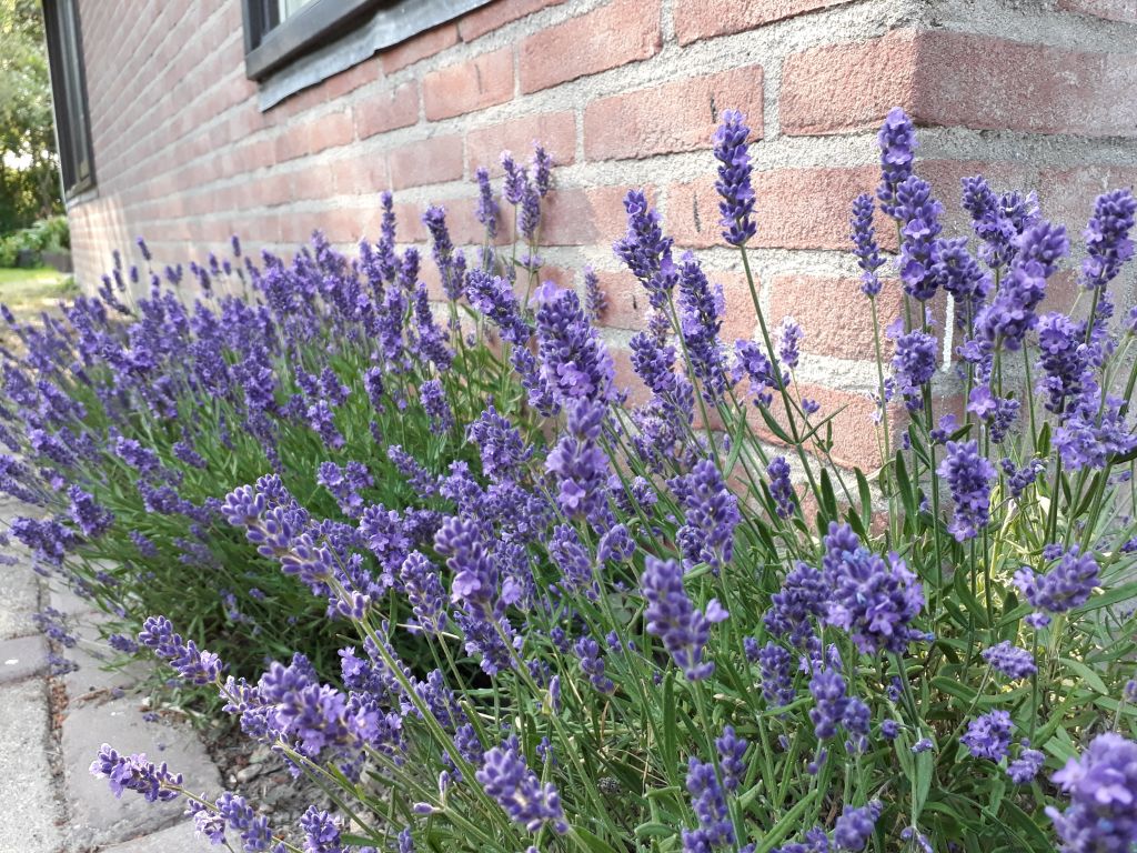 house_slide_flower_001