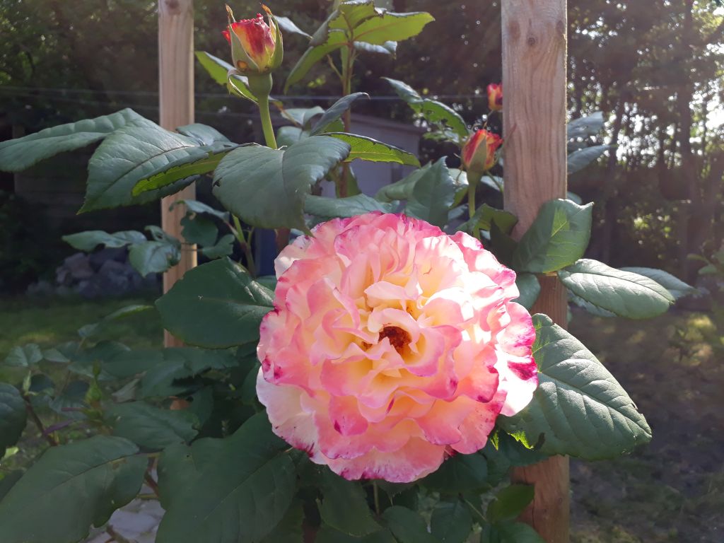 house_slide_flower_002